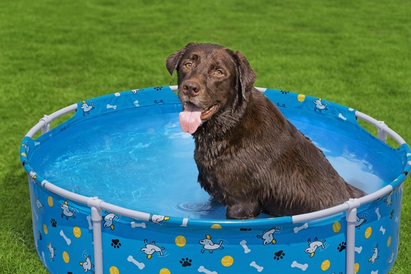 Piscina Para Mascotas 122x30,5cm Bestway 561KM