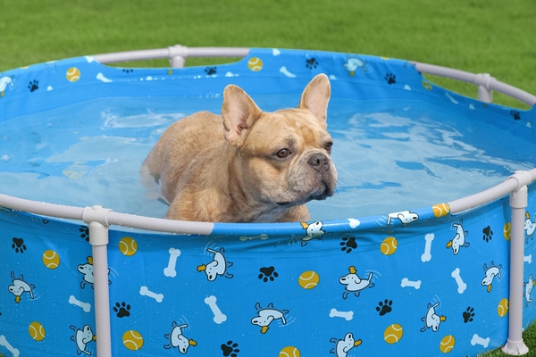 Piscina Para Mascotas 122x30,5cm Bestway 561KM