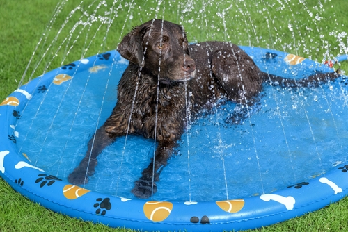 Parque Acuático Para Mascotas Bestway 52699