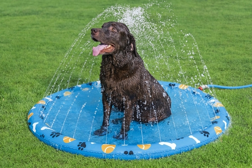 Parque Acuático Para Mascotas Bestway 52699