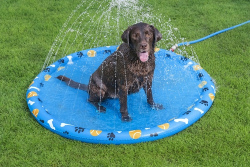 Parque Acuático Para Mascotas Bestway 52699